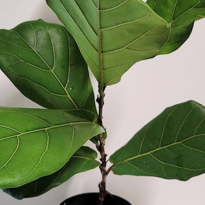 May include: A potted Fiddle Leaf Fig plant with large, vibrant green leaves. The plant has a dark brown stem and is planted in a black plastic pot. The leaves have prominent veins and a glossy texture.