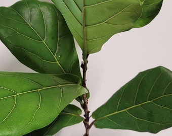 Fiddle-leaf Fig Tree Cutting, Organic Houseplant, Potting Care Guide