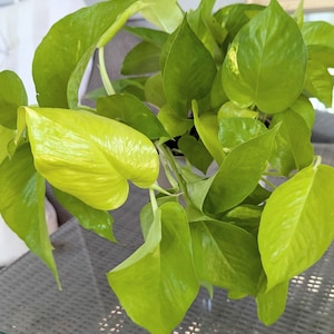 May include: A close-up of a vibrant green pothos plant with large, heart-shaped leaves. The leaves display a range of green hues, from bright chartreuse to deeper shades. The plant is lush and healthy, with multiple leaves visible.