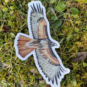 1x3&quot; Red Tailed Hawk Sticker, water bottle sticker, waterproof, vermont sticker, bird, wings, laptop decal