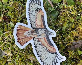 Helen Red-Tailed Hawk Native American Bird of Prey Art Throw Pillow Multicolor 18x18 Native American Indian Art Bird Lovers St Helen Red-Tailed Hawk Native American Bird of Prey Art Throw Pillow Multicolor 18x18 Native American Indian Art Bird Lovers St