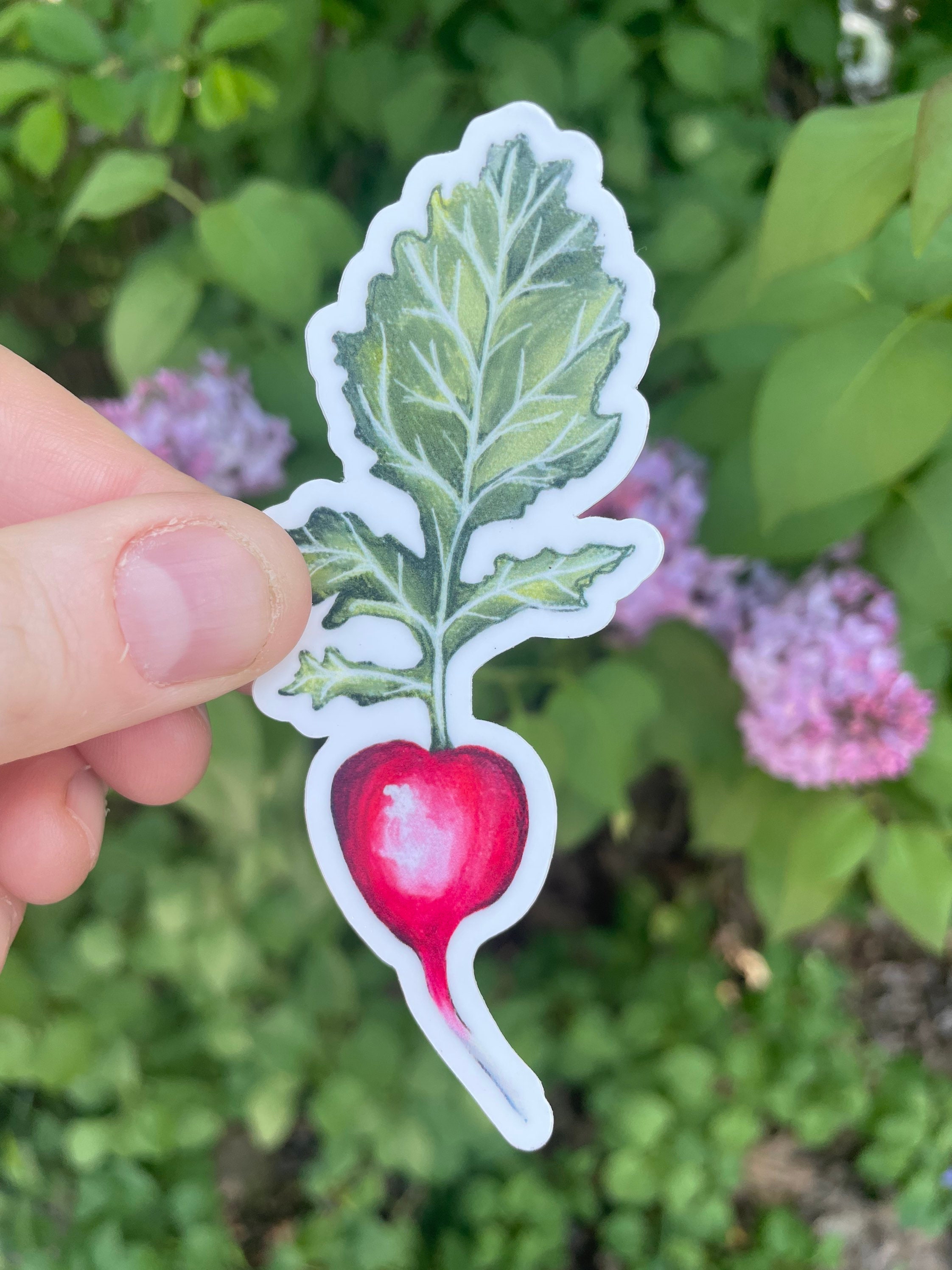 Beet Sticker: Waterproof Vinyl Decal for Laptop or Water Bottle (4x1.5 ...