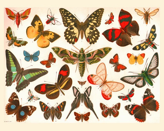 Butterfly Chart