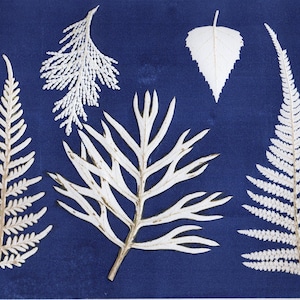 Handmade Botanical Monotype print, Original Print on archival cotton paper, fern leaves botany natural history art