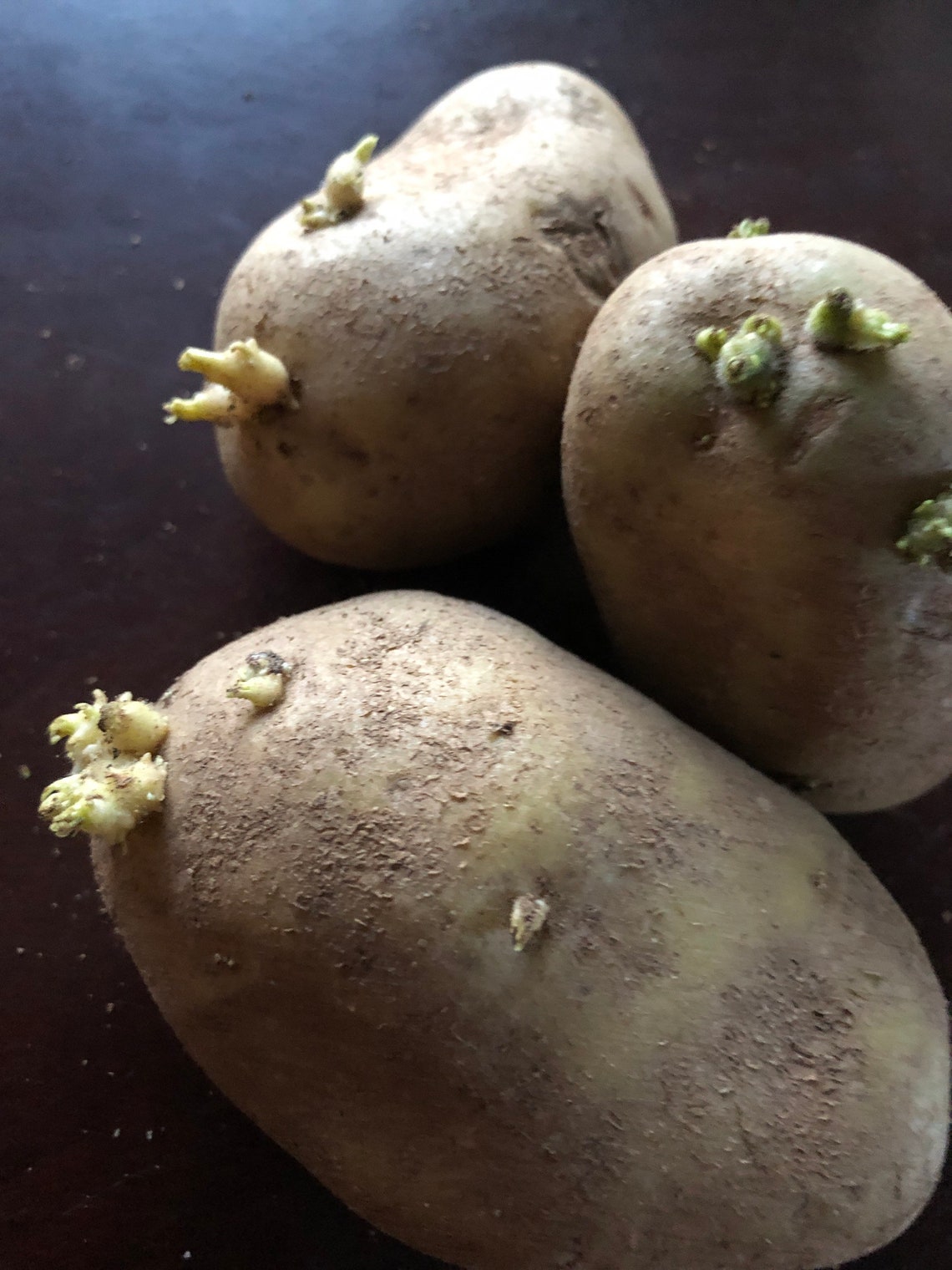 Russet potatoe Seedlings new sprouts and ready for planting Etsy