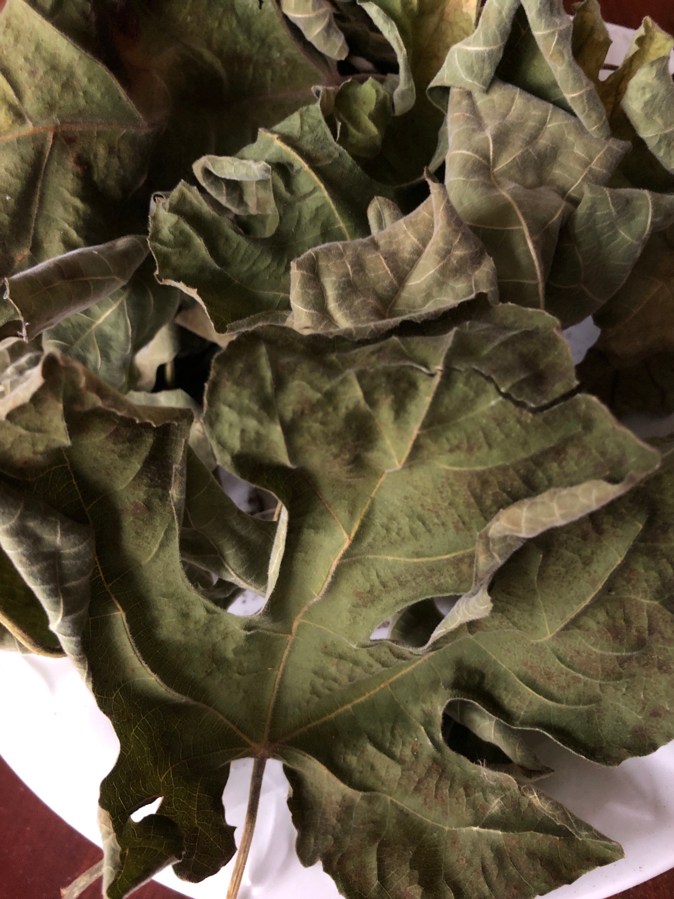 Dry Fig Leaves organically grown, no preservatives, air dry, many
