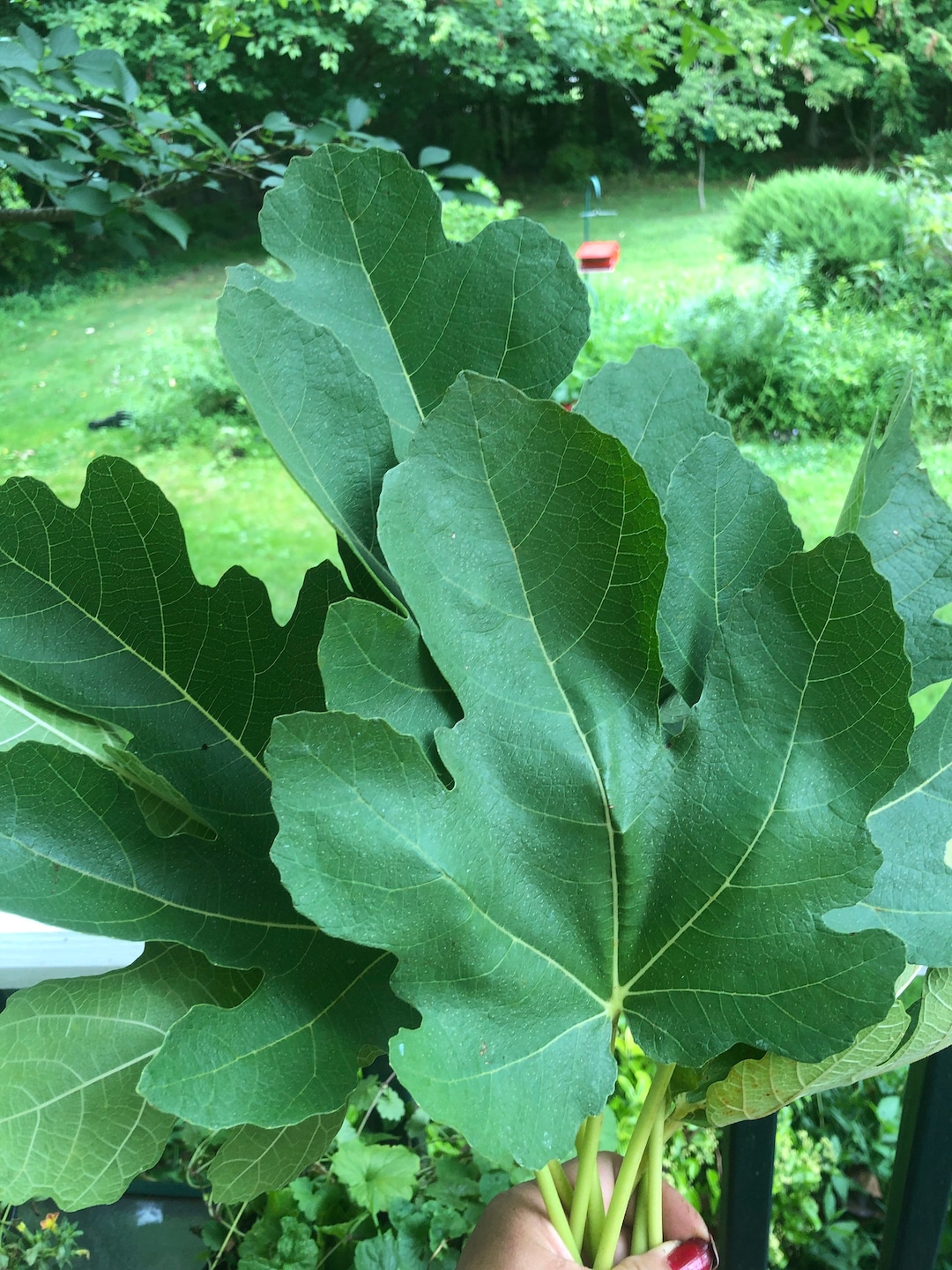 Fig Leaves Dried Organically Home Grown 25 Leaves per Order Etsy