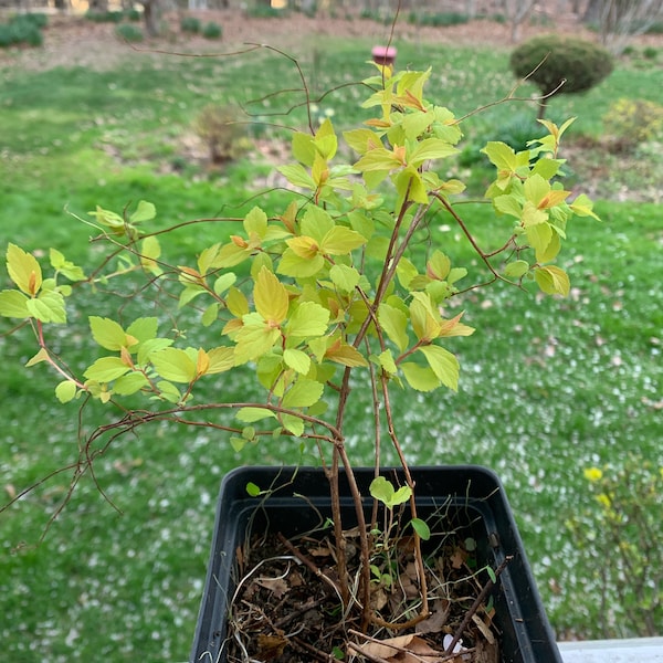 Goldflame Spirea starter plant - homegrown in 3 inches por, ready for replanting.