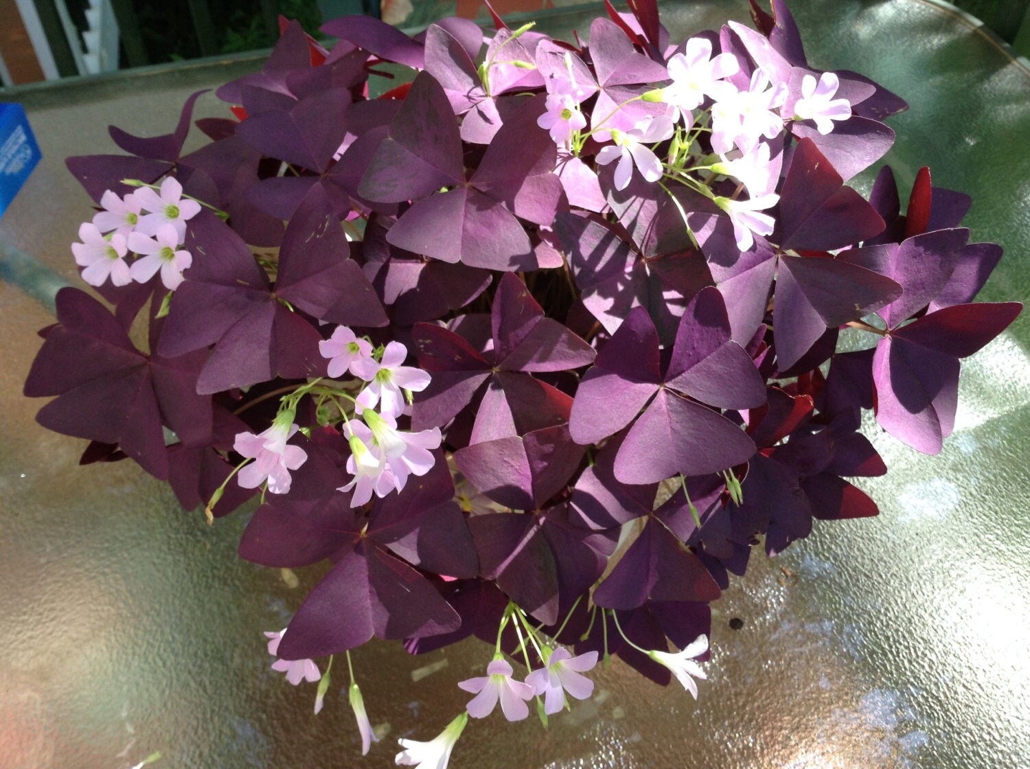 Butterfly like plants Purple Oxalis 10 bulbs in each order. Etsy