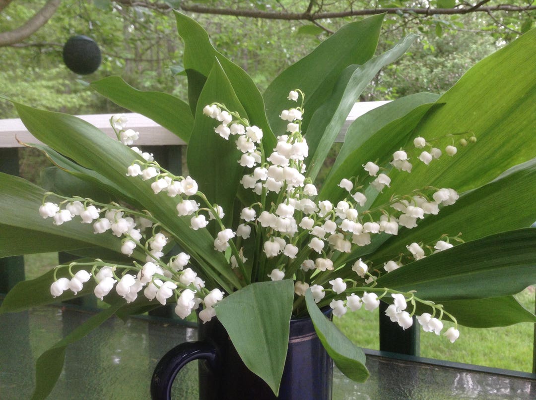 Lily of the Valley Roots. Very Healthy Roots and Will Dig up as Order