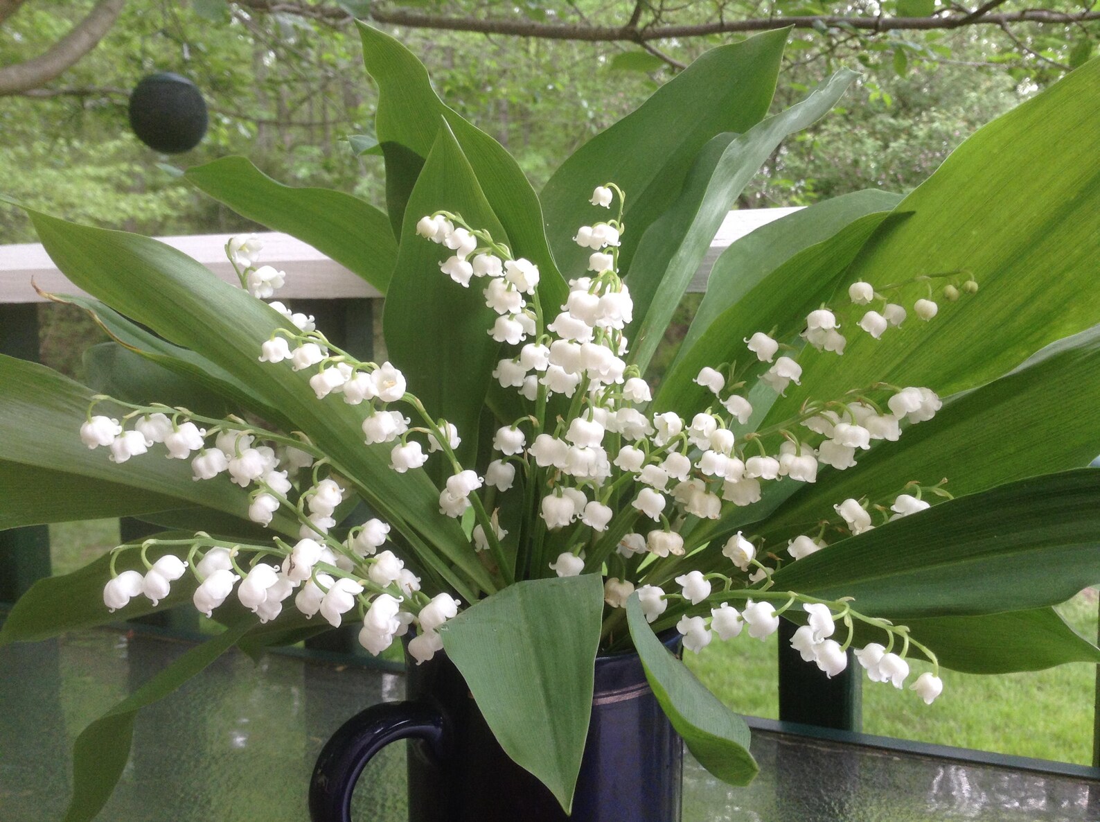 Lily of the Valley Roots. Very Healthy Roots and Will Dig up as Order