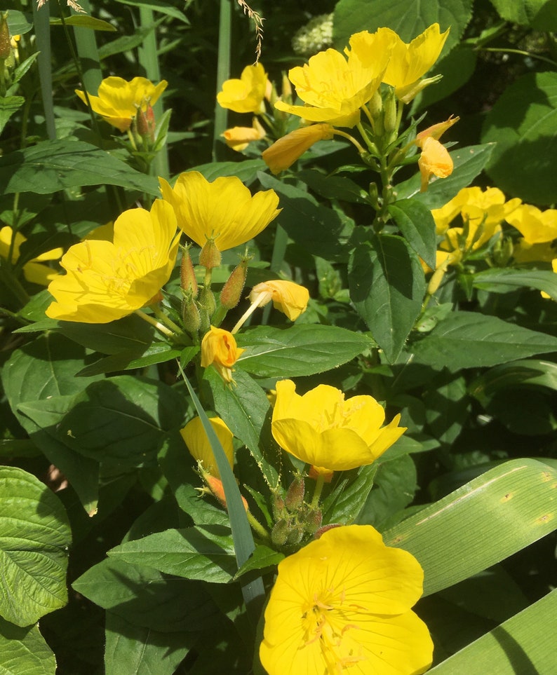 Evening Primrose Live Plant Well Rooted From the Garden 1 Etsy