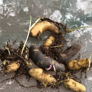 May include: A group of potatoes with sprouts growing from them. The potatoes are various shades of brown and yellow, and some have dark brown spots. The potatoes are on a gray concrete surface.
