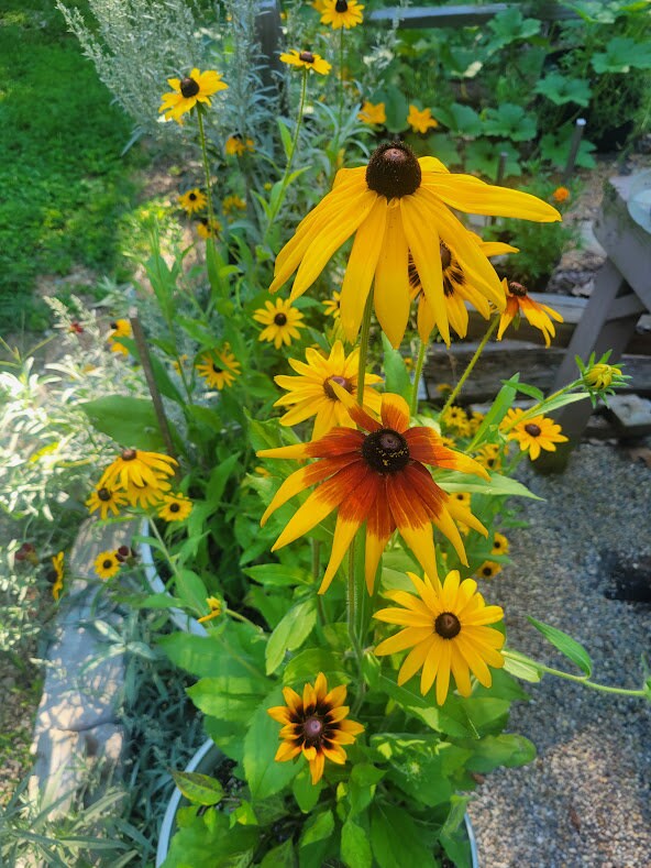 SPECIAL Limited Time Pricing Black Eyed Susan Flower 50-Seeds Rudbeckia MIXED Pollinator Friendly Bees Butterflies Hummingbirds