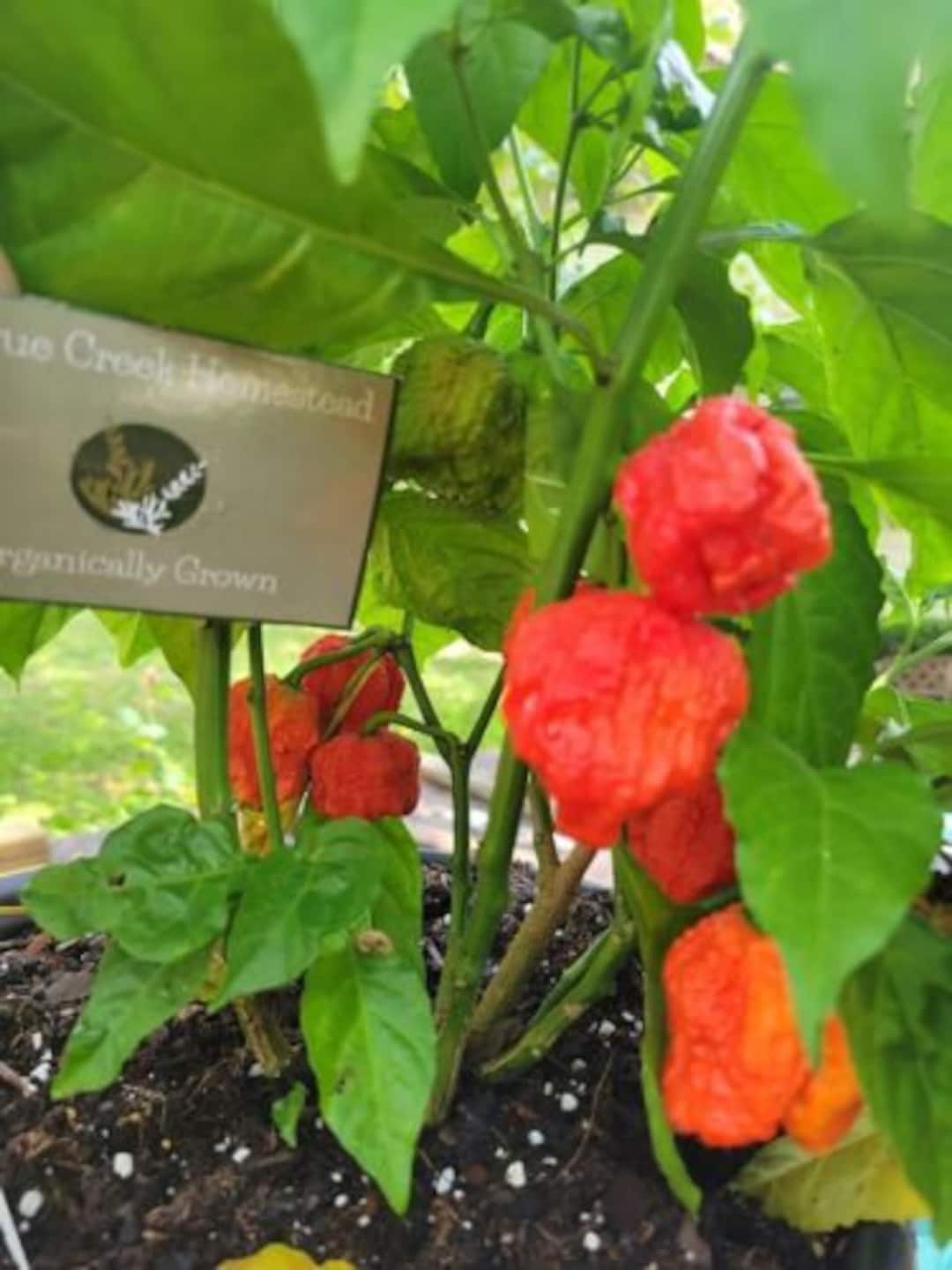 JIGSAW Fatalii Gourmet Super Hot Pepper SEEDS 2,000,000+ Scoville