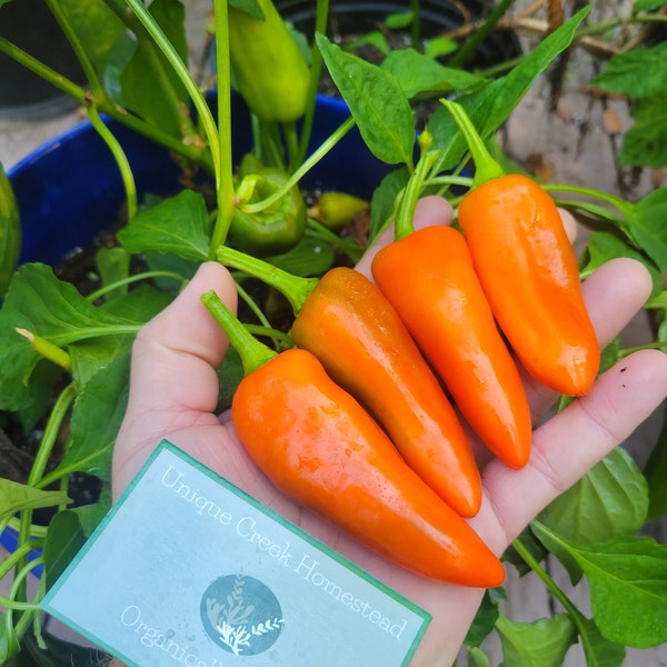 SWEET TANGERINE DREAM Pepper Seeds Grown Unique Creek Homestead Certified National Wildlife Sanctuary Southern Indiana Garden