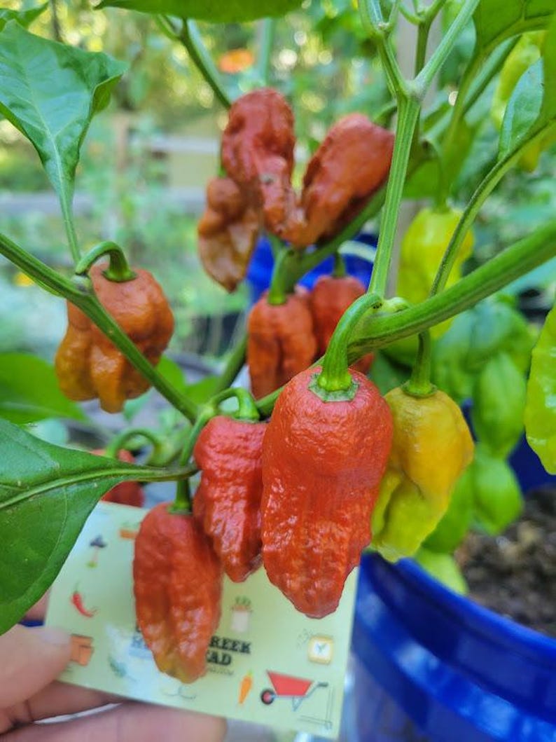 Bhut Jolokia BURGUNDY Ghost Pepper Seeds SUPER HOT 1,000,000+ Scoville ...