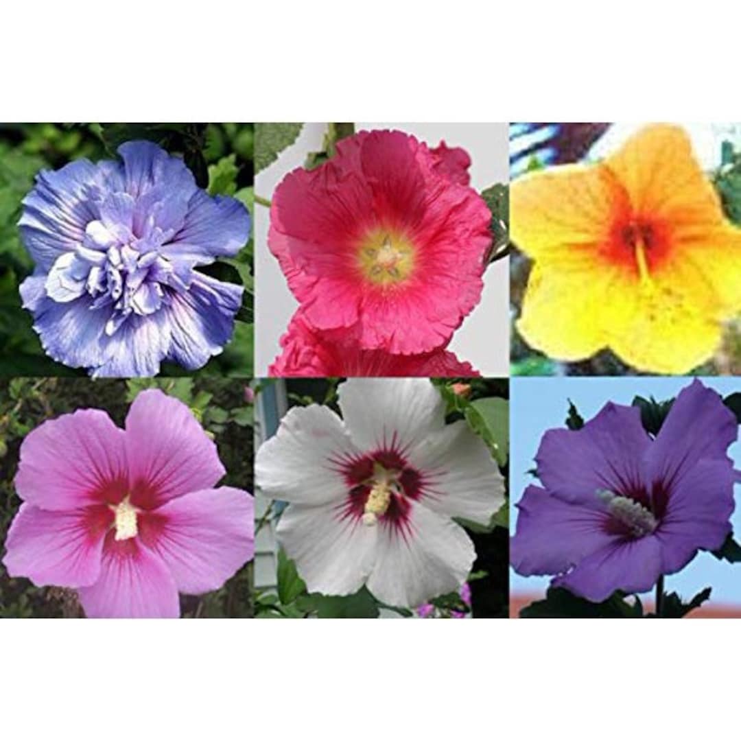 MIXED Rose of Sharon Seeds Hibiscus Syriacus Althaea Shrub Hardy ...