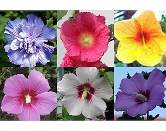 MIXED Rose of Sharon Seeds Hibiscus syriacus Althaea Shrub Hardy Hibiscus TCM Mu Jin Medicinal Apothecary Perennial Flower Seeds 25-100