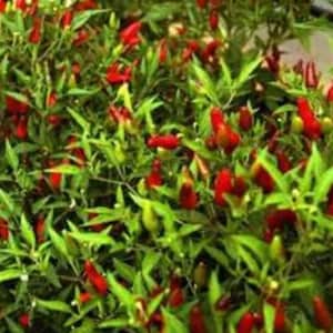 THAI HOT Chili Pepper Seeds Organically Grown Unique Creek Homestead Certified image 3