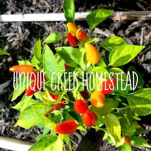 BOLIVIAN RAINBOW Hot Chili PEPPER Seeds Organically Grown Unique Creek Homestead Certified National Wildlife Sanctuary