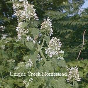 Common CATNIP Nepeta cataria Mint Herb Organic Naturally Grown On Unique Creek Homestead National Certified Wildlife Habitat Indiana
