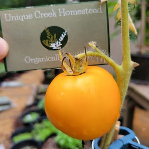 May include: A bright yellow tomato growing on a vine with a sign that reads "Unique Creek Homestead Organically Grown".