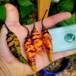 Black Panther Orange SUPER HOT Pepper Seeds 1,100,000+ Scoville SHU Unique Creek Homestead Rare Exotic Chili Peppers