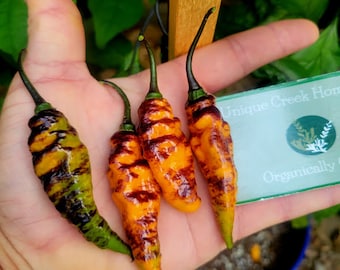 Black Panther Orange SUPER HOT Pepper Seeds 1,100,000+ Scoville SHU Unique Creek Homestead Rare Exotic Chili Peppers