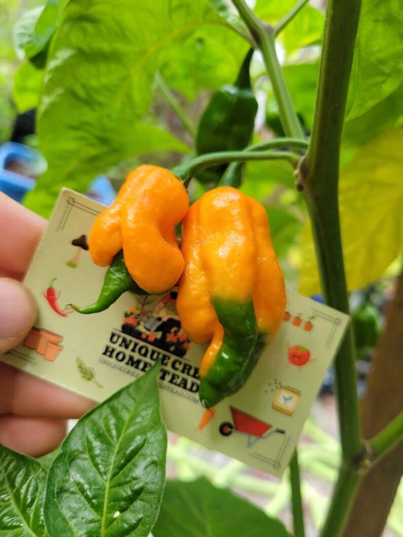 VIPER FANGS Pepper Seeds Super Hot 1,500,000+ Scoville SHU Peach ...