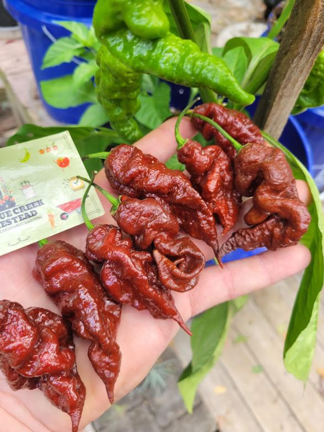 Primotalii Chocolate Pepper Seeds SUPER HOT 2,200,000+ Scoville