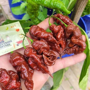 Primotalii Chocolate Pepper Seeds SUPER HOT 2,200,000+ Scoville SHU Rare Exotic Chili Pepper Extreme Heat Flavor Unique Creek Homestead