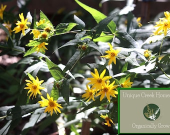 Woodland Sunflower Helianthus divaricatus Naturally Grown On Unique Creek Homestead National Certified Wildlife Habitat Indiana