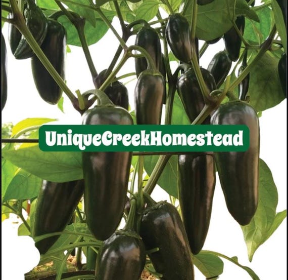 JALAPENO Hot PEPPER Seeds Varieties Numex Orange Purple Black