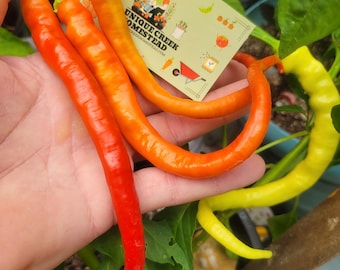 May include: Three long, slender chili peppers in shades of bright red, orange, and yellow. A rectangular business card with the text UNIQUE CREEK HOMESTEAD and a small illustration of a person gardening is tucked behind the peppers.