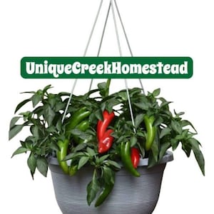 May include: A hanging gray planter filled with green pepper plants and red peppers. The planter is suspended by a wire hanger. The text "UniqueCreekHomestead" is displayed on a green banner.