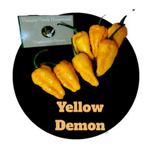 YELLOW DEMON Super Hot Pepper Seeds Organically Grown Unique Creek Homestead Certified National Wildlife Sanctuary Southern Indiana