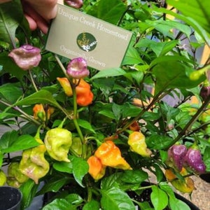 Bhut Jolokia PURPLE GHOST Super Hot Chili Pepper Seeds 1,000,000+ Scoville Unique Creek Homestead Certified National Wildlife Sanctuary