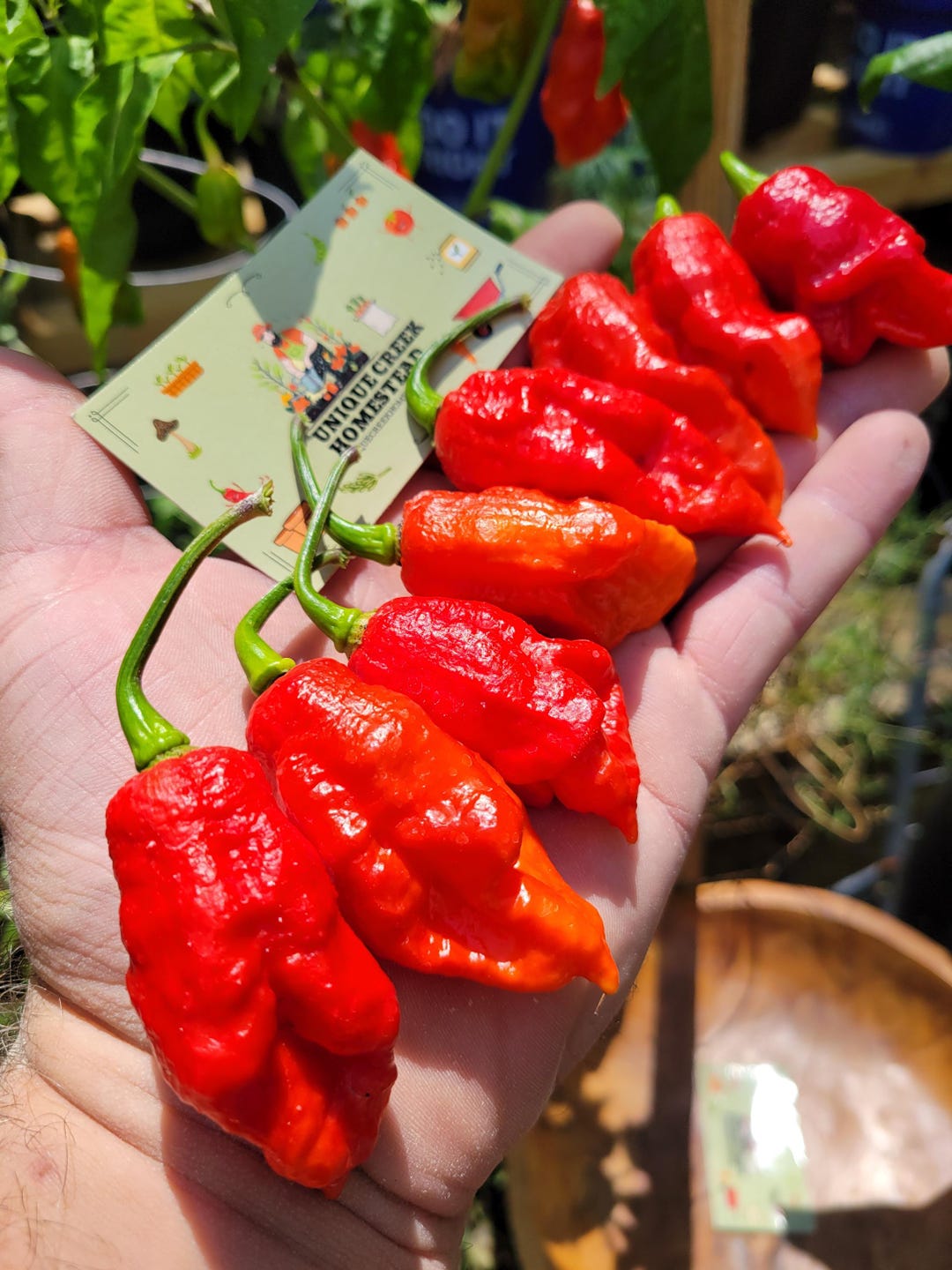 Bhut Jolokia RED Ghost Pepper Seeds SUPER HOT 1,000,000+ Scoville Grown ...