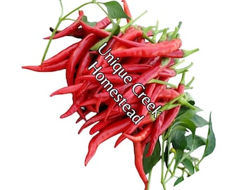 Guntur Sannam Hot Indian Chili Pepper Seeds 30,000+ Scoville SHU Unique Creek Homestead Certified Wildlife Habitat Southern Indiana Gardens