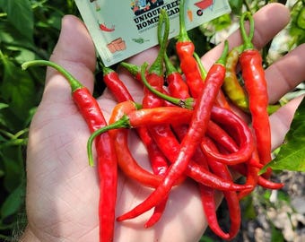 INDIAN JWALA Hot Chili Pepper Seeds Grown Unique Creek Homestead Certified National Wildlife Sanctuary Southern Indiana Garden