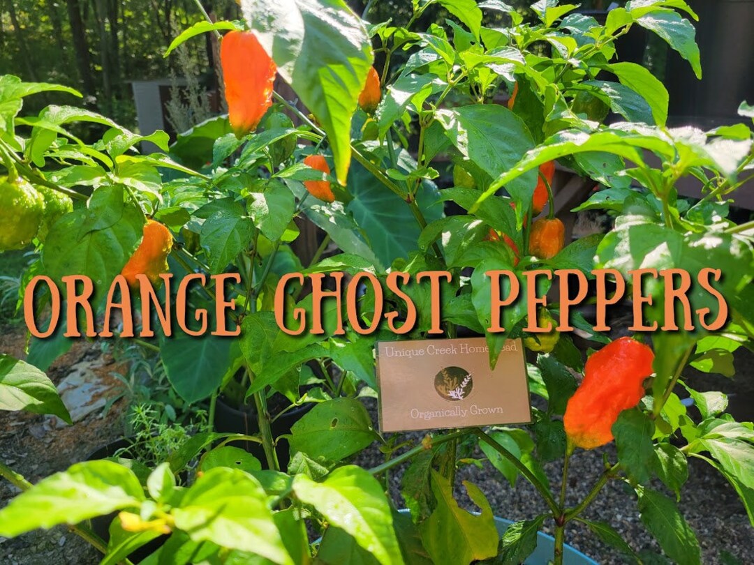 Bhut Jolokia ORANGE Ghost Pepper Seeds SUPER HOT 1,000,000+ Scoville ...