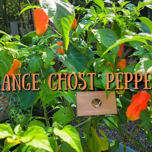 Bhut Jolokia ORANGE Ghost Pepper Seeds SUPER HOT 1,000,000+ Scoville Unique Creek Homestead Certified National Wildlife Sanctuary Indiana