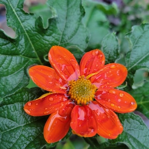 May include: A vibrant orange flower with water droplets on its petals. The flower has a yellow center and is surrounded by green leaves.