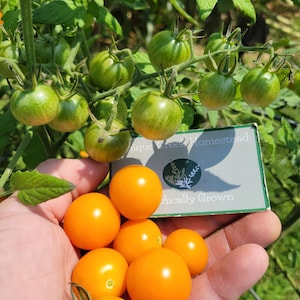 Pu&ograve; includere: Primo piano di una mano che tiene un grappolo di pomodorini arancioni brillanti. I pomodori verdi sono ancora sulla vite. I pomodori sono etichettati "Organically Grown" e "Unique Creek Homestead".