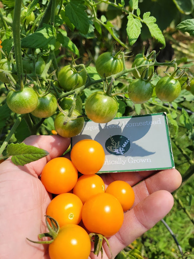 Pu&ograve; includere: Primo piano di una mano che tiene un grappolo di pomodorini arancioni brillanti. I pomodori verdi sono ancora sulla vite. I pomodori sono etichettati "Organically Grown" e "Unique Creek Homestead".