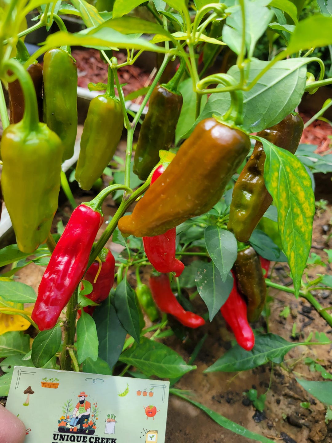 PEPPERONCINI Pepper Seeds Grown at Unique Creek Homestead Certified ...