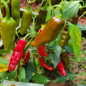PEPPERONCINI Pepper Seeds Grown At Unique Creek Homestead Certified National Wildlife Sanctuary Southern Indiana Garden