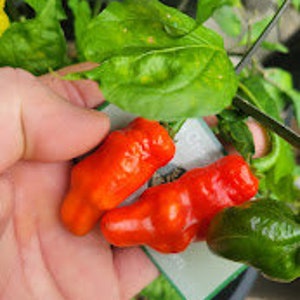 Komodo Dragon Pepper Seeds SUPER HOT 2,000,000+ Scoville SHU Chili Pepper Unique Creek Homestead Certified Wildlife Habitat Indiana