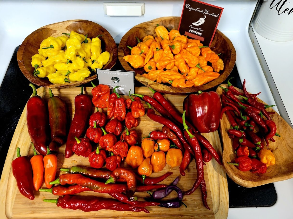 SWEET TANGERINE DREAM Pepper Seeds Organically Grown Unique Etsy